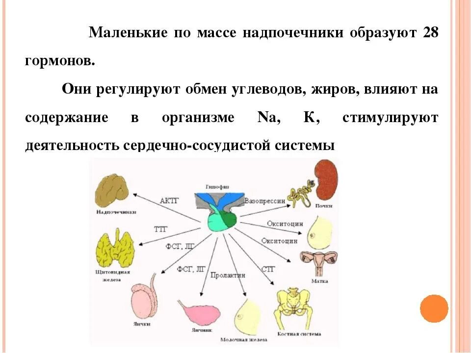 Гормоны стресса надпочечников. Гормоны надпочечников схема. Влияние гормонов надпочечников на организм. Гормоны стресса их влияние на метаболизм. Гормоны надпочечников и их биологическая роль.