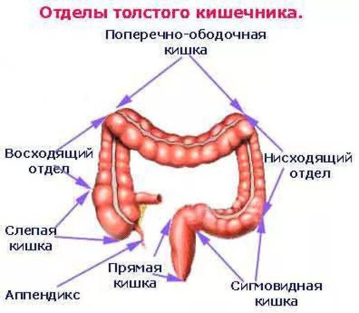 Удлинена сигмовидной. Отделы толстой кишки анатомия человека. Строение Толстого отдела кишечника. Строение Толстого отдела кишок. Схема отделов Толстого кишечника ободочная.