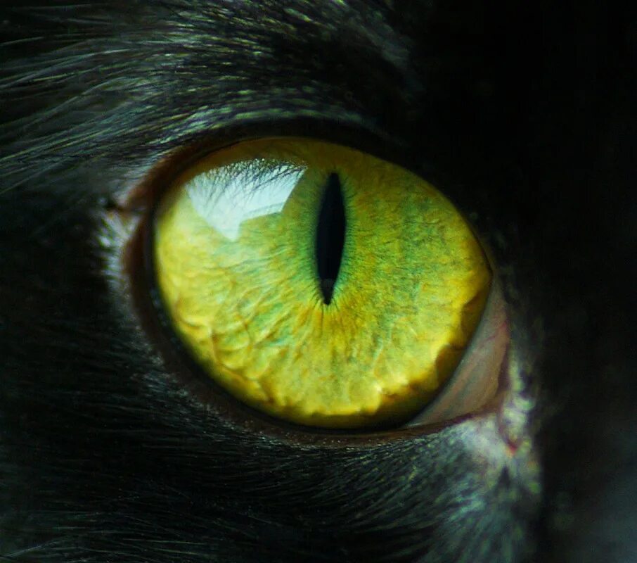 зрачок глаза кошки. кошачий глаз крупным планом. зрачок кошки. кошачий зрачок. кошачий глаз зеленый.