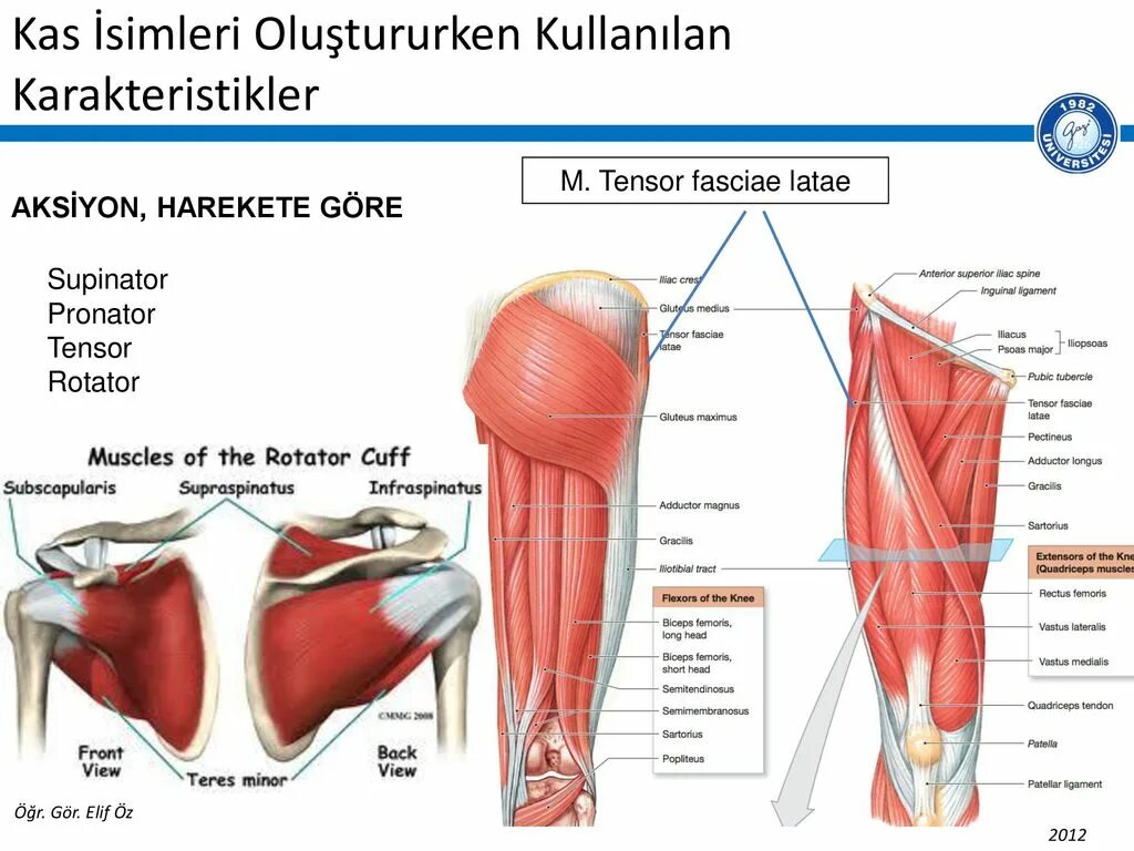 M tensor fasciae. M tensor fasciae