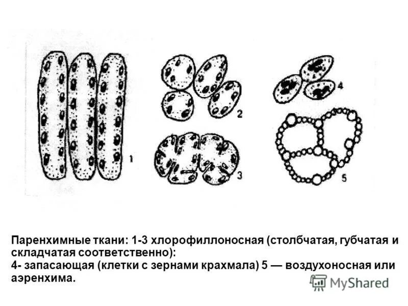 основные ткани паренхимы функции. паренхимной растительной клетки. паренхимные клетки это. паренхимные клетки это. паренхимные клетки растений.
