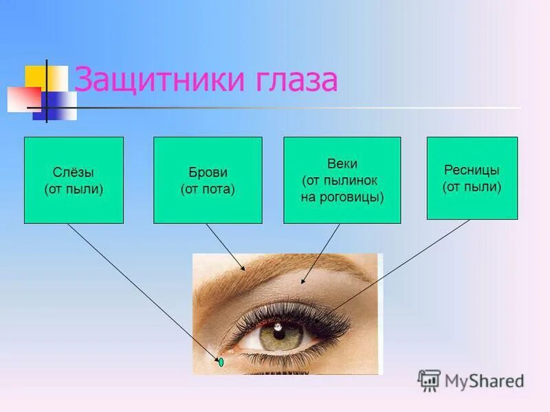 Функция защита зрения. Презентация на тему глаза человека. Веки защищают глаза от. Строение век и ресниц. Презентация на тему зрение человека.