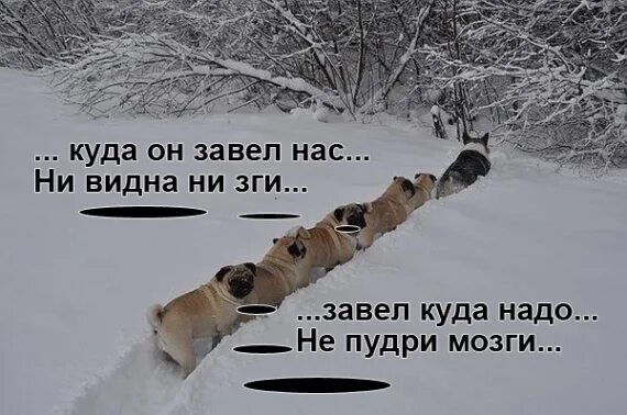 буксировка автомобиля. завести сил. если вы трудоголик заведите кота силой. анекдот про ремонт машины в гараже. открытый капот.