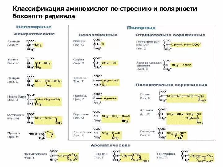 Состав радикалов аминокислот. 20 Альфа аминокислот классификация. Структурная классификация аминокислот. Классификация аминокислот по полярности радикалов. Классификация Альфа аминокислот по радикалу.