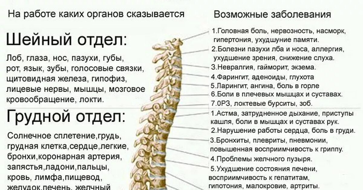 Психосоматика болезней таблица остеохондроз. Нижний грудной отдел позвоночника психосоматика.