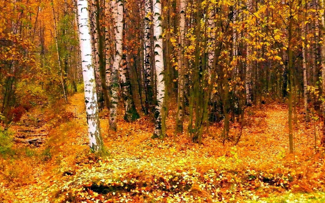 Может ли вас взволновать красота осеннего леса. Осенний лес. Осень в лесу. Лес осенью. Лес в октябре.