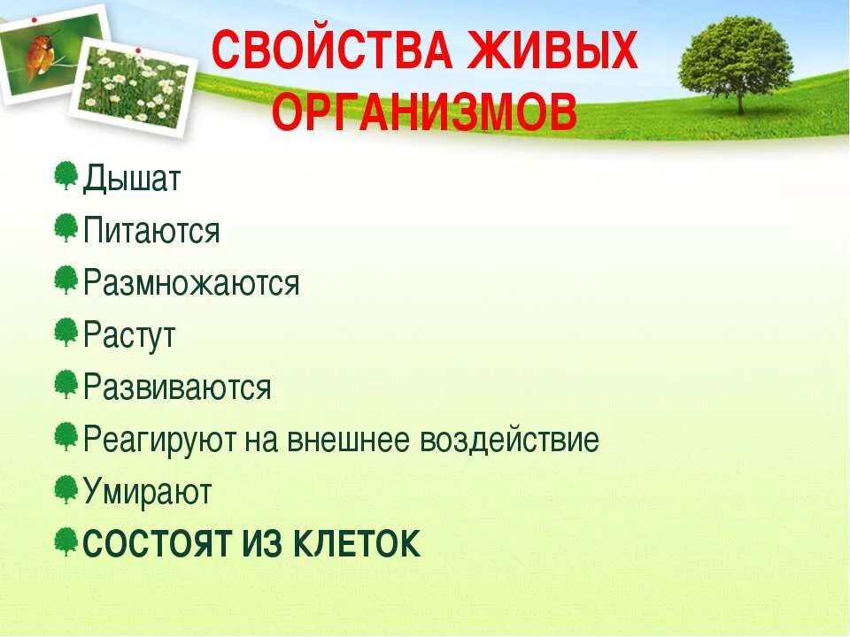 Свойства живых организмов биология. Свойства живого растения. Свойства живых организмов 5 класс. Свойства животных. 11 свойств живого организма