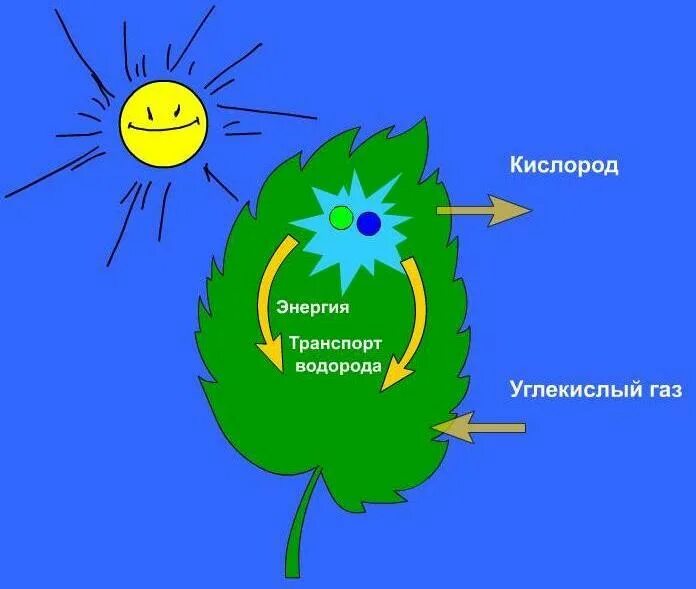 Почему листья зеленые. Схема фотосинтеза у растений. Фотосинтез для детей. Процесс фотосинтеза рисунок. Зачем растениям фотосинтез