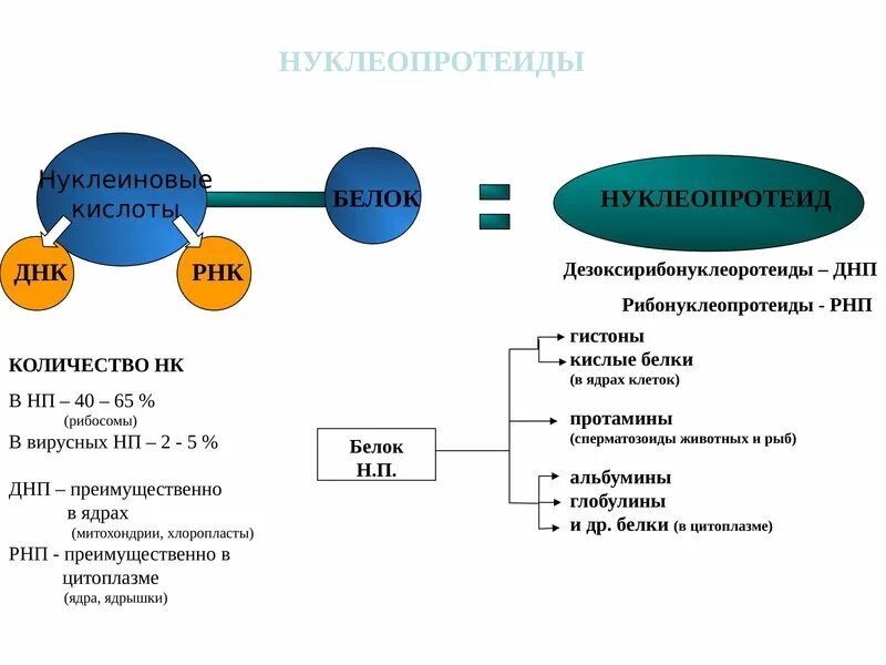 Нуклеиновый белок