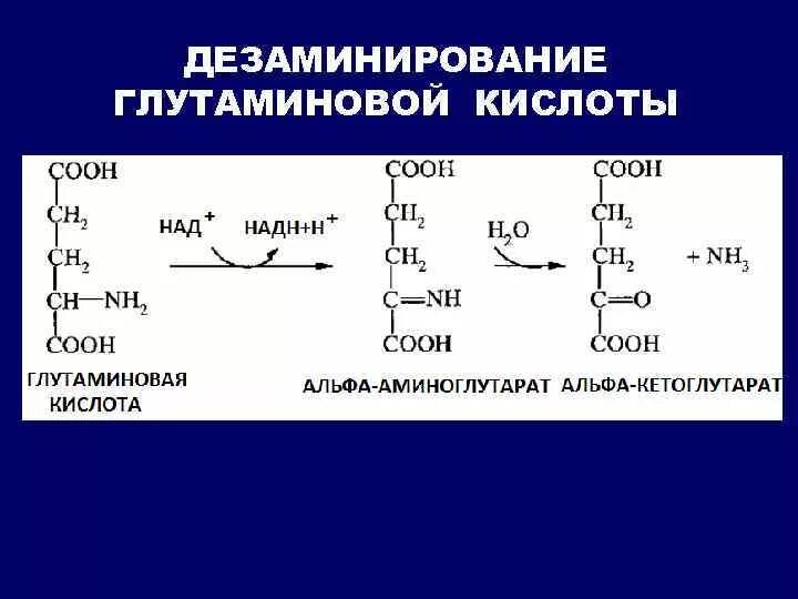 Реакция окислительного дезаминирования. Процесс дезаминирования глутаминовой кислоты. Дезаминирование глутамата реакция. Глутаминовая кислота реакция дезаминирования. Окислительное дезаминирование глутамата.