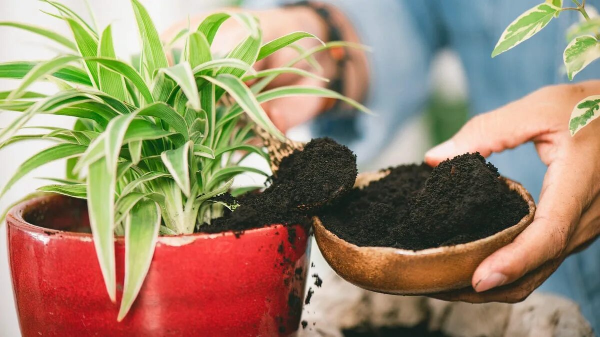 Кофейная гуща как удобрение для комнатных. Fertilizer from coffee. женские руки поливают цветок. жмых от кофе как удобрение для комнатных цветов. киного как ухаживать за домашними цветами.