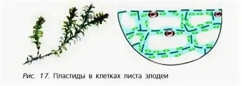 Клетка элодеи под микроскопом с подписями