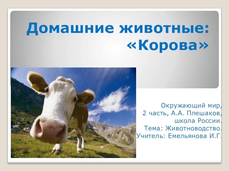 Домашнее сельскохозяйственное животное сообщение 3