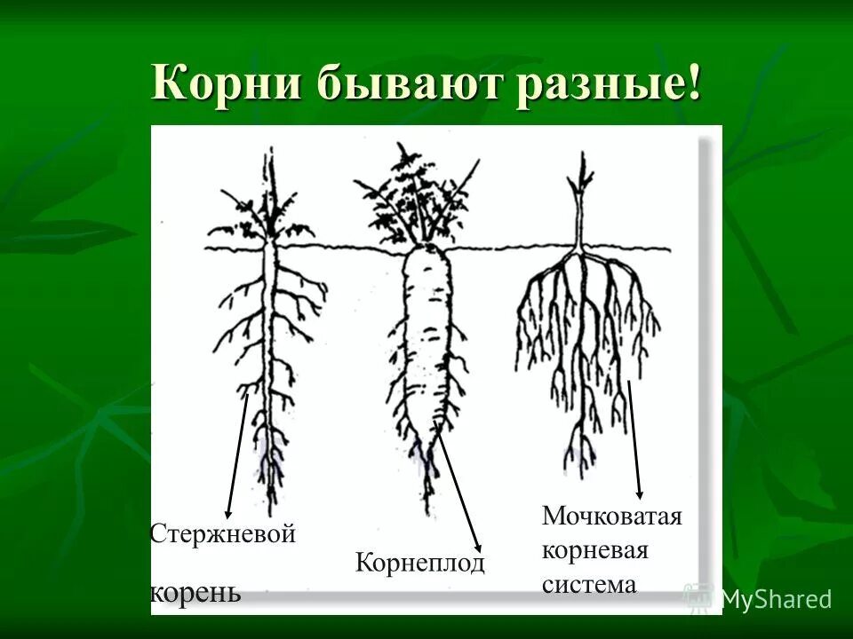 Корень первого класса. Корневые системы растений. Корни разных растений. Какие бывают корни у растений. Какие бывают корневые системы.