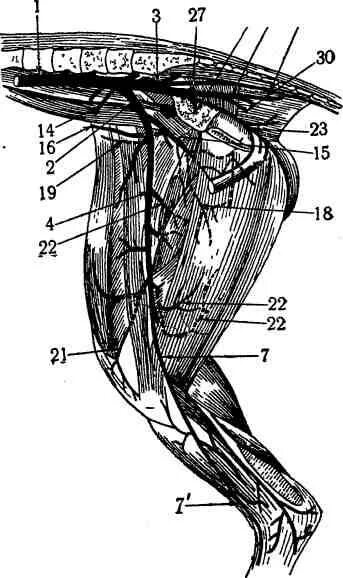 Сонная артерия у свиней где находится. Артерия сафена у КРС. Сосуды тазовой конечности собаки. Кровоснабжение тазовой конечности собаки. Бедренная артерия свиньи.
