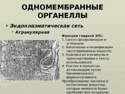 Цитоплазма эндоплазматическая сеть