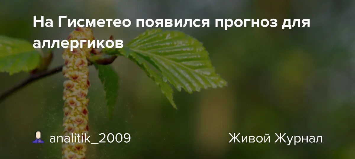 Аллергия на пыльцу березы. Берёза повислая пыльца для аллергиков. Пыльца березы когда появляется. Размер пыльцы березы. Прогноз пыльцы для аллергиков