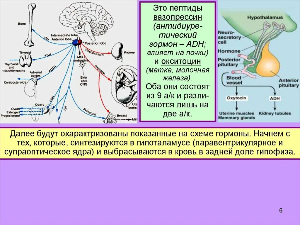 Антидиуретический гормон (АДГ). Механизм секреции вазопрессина. Вазопрессин гормон гипофиза. Схема регуляции секреции вазопрессина. Гормон центральной нервной системы