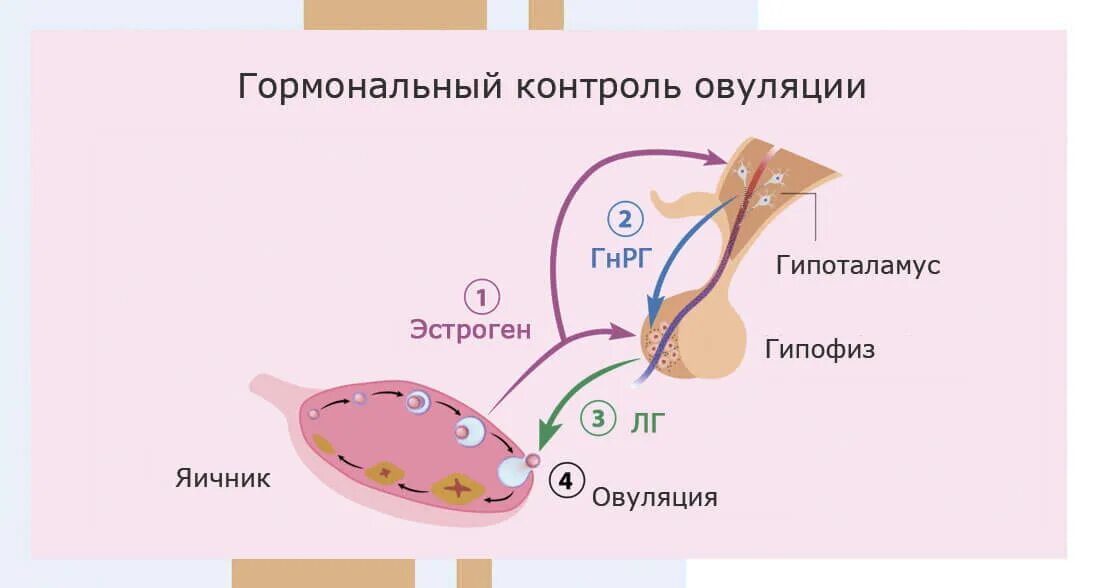 Регуляция менструального цикла гормоны. Гипофиз регуляции менструационного цикла. Гормональная регуляция менструального цикла схема. Гормональная регуляция яичников. Схема овуляции
