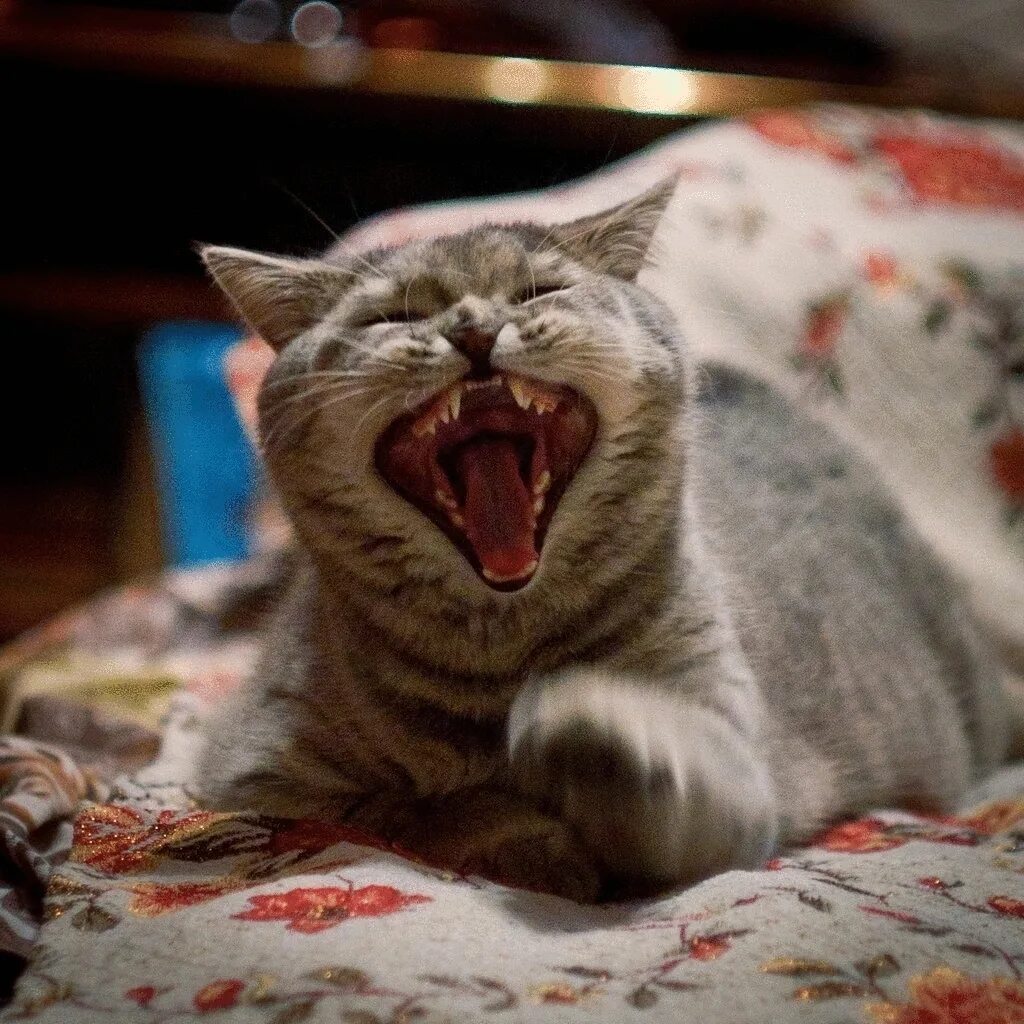 Кот смеется мем. Кот смеется. кошка ржет. котики смешные. кот хихикает.