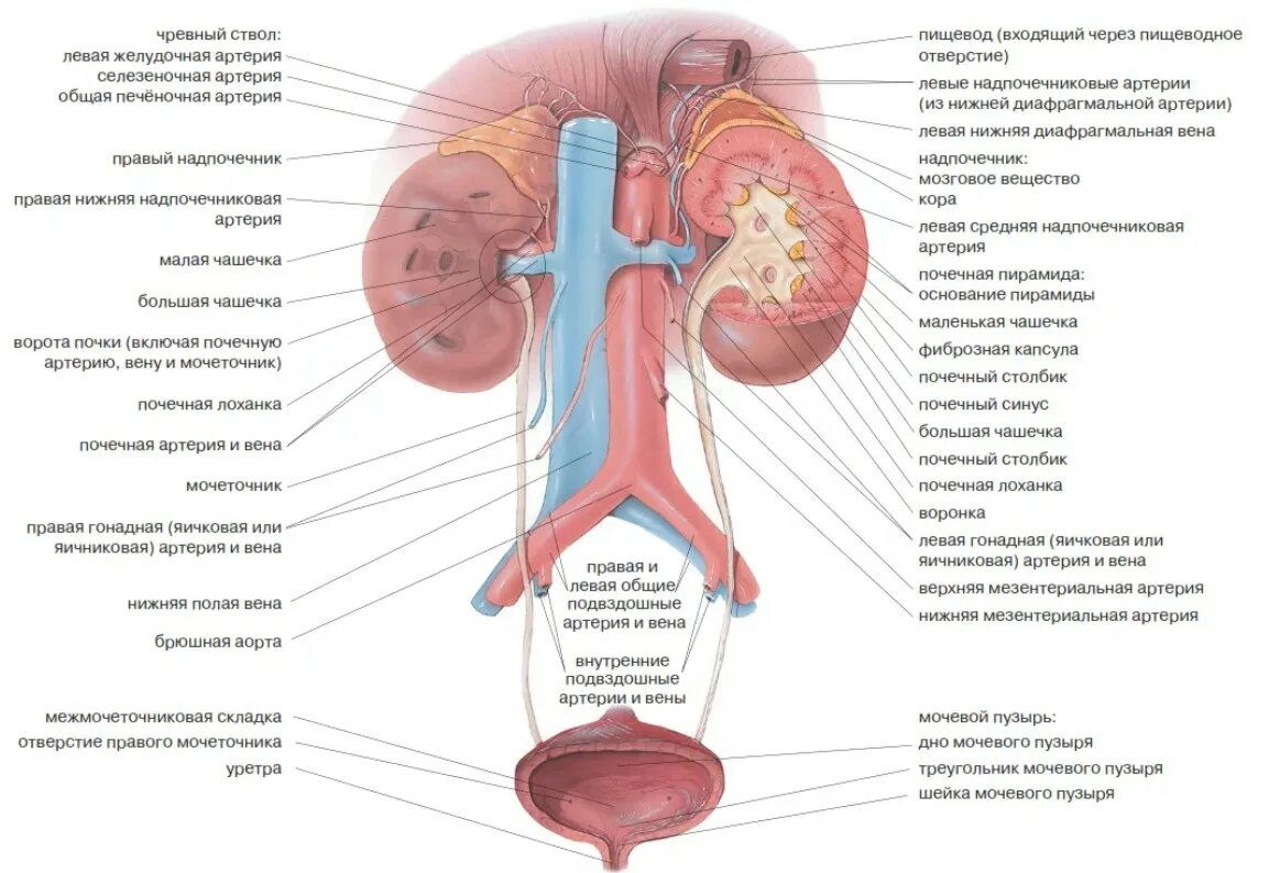 Вена артерия мочеточник. Мочевыделительная система почки мочеточники. Строение почек и мочевой системы. Анатомия мочевыделительной системы строение почки. Мочевыделительная система анатомия человека схема.