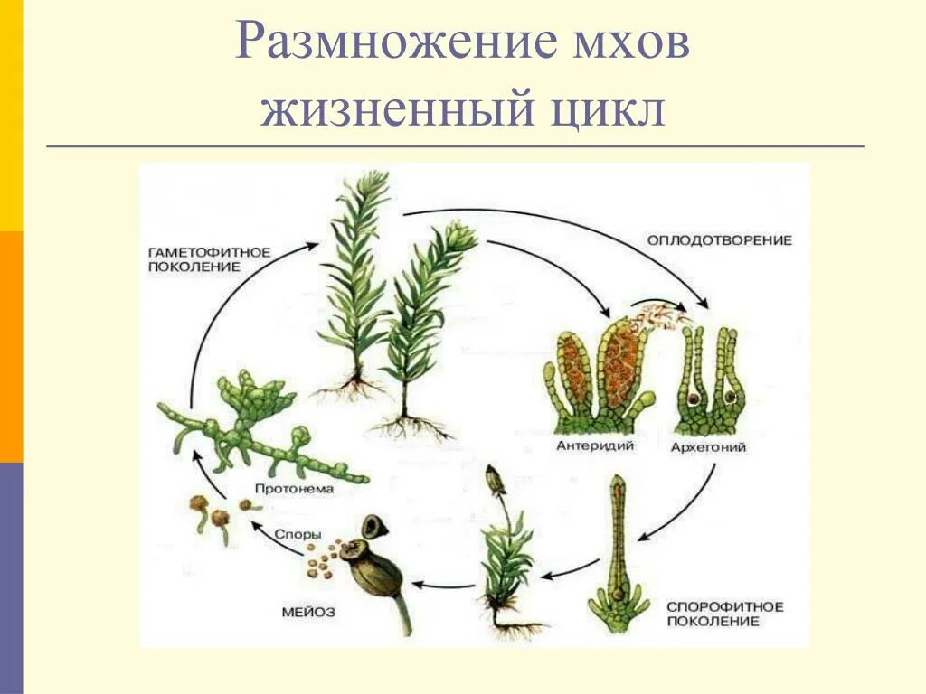 Цикл размножения мха кукушкин лен. Размножение моховидных схема. Цикл развития моховидных схема. Цикл размножения мха Кукушкин лён. Жизненный цикл мха сфагнума.