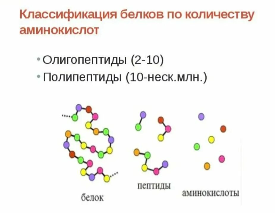 Белок из аминокислот. Полипептиды пептиды аминокислоты. Белки полипептиды аминокислоты. Классификация аминокислот. Строение пептидов. Классификация белков и аминокислот.