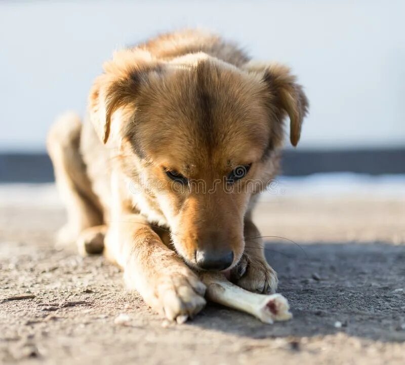 на крыльце черный щенок. маленький лабрадор черный. овчарка черная кутенрк. лабрадор картина. собака сидит на крыльце.