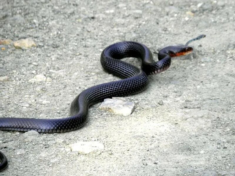 Какие змеи черные. Турецкая гадюка. Ядовитые змеи Турции. Неядовитые змеи Турции. Dolichophis jugularis.