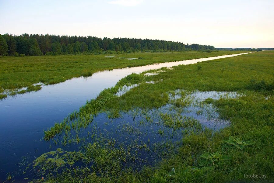 Реки сини. Река синяя Осиповичский район. Синь реки. Синяя река. Синих рек рукава.