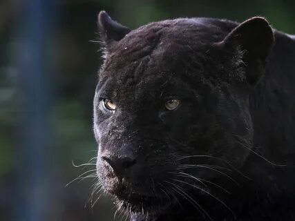 Black la