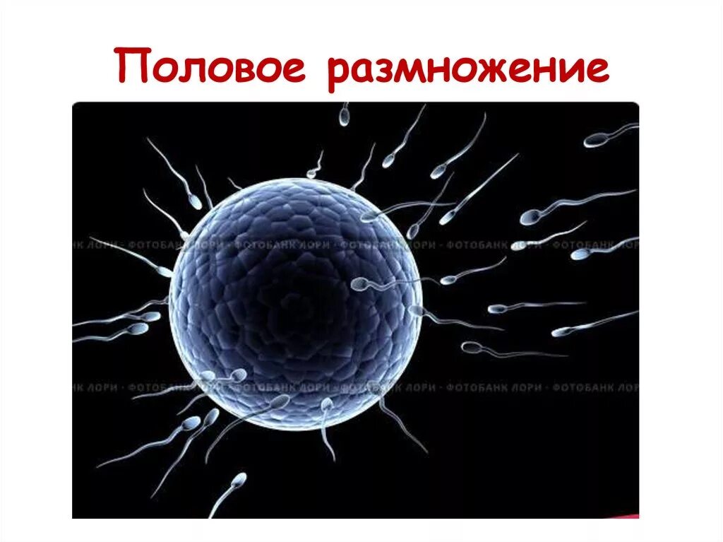 Половое происходит с помощью. Размножение людей. человеческое половое размножение. половое размножение людей процесс. урок полового размножения человека.