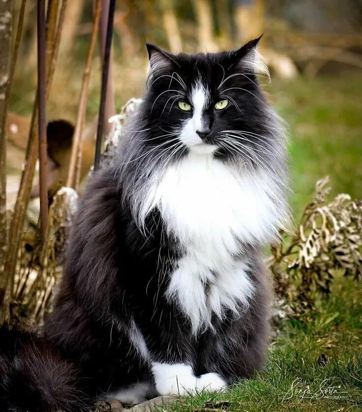 Cats Black Fluffy 41 Ideas Fluffy black cat, Black norwegian forest cat, Norwegi