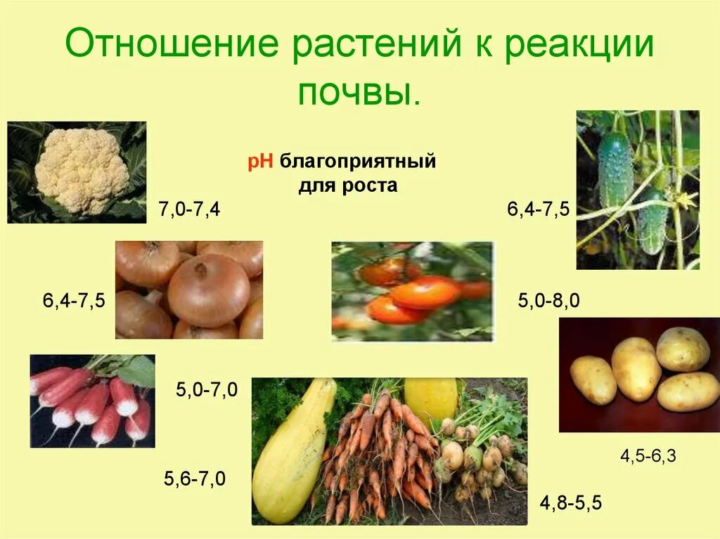 Почва и культурное растение. Кислотность для растений. Овощные культурные растения. Кислотность почвы для растений. Какие растения какую почву любят.