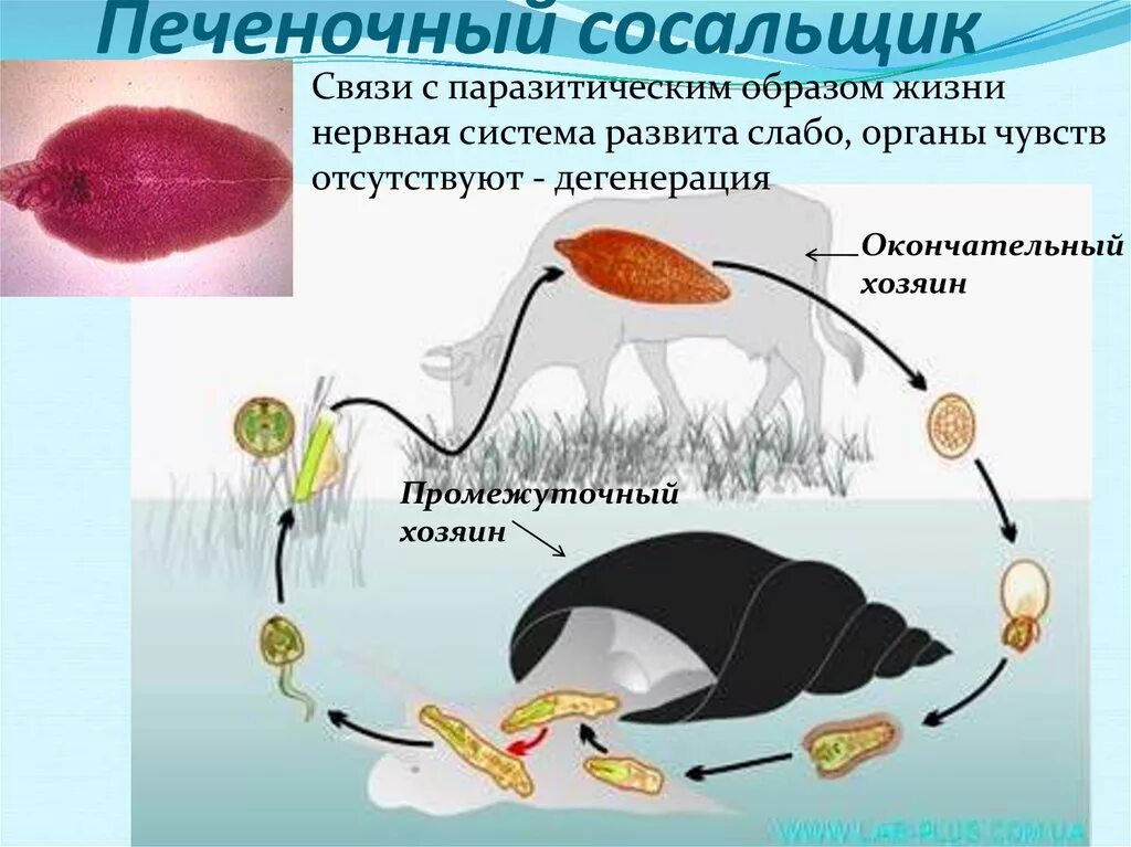 Образ жизни печеночного сосальщика. Печеночный сосальщик питание. Песочный сосальщик образ жизни. Способ жизни печеночного сосальщика.