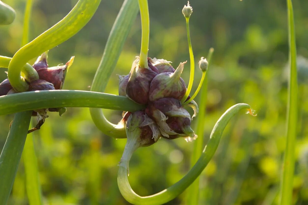 Шагающий лук. Лук многоярусный Allium proliferum. Многоярусный батун. Лук Египетский многоярусный. Лук многоярусный победа.