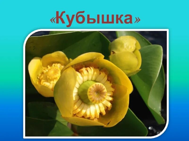 Кубышка. Строение кубышки. Кубышка жёлтая. Корень кубышки. Фонд кубышка