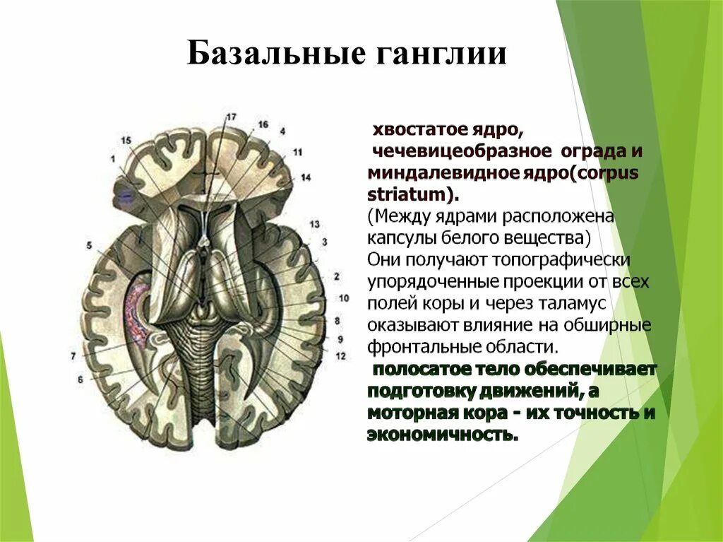 Базальные ганглии. Базальные ганглии неврология. Подкорковые ганглии. Строение базальных ганглиев. Изменение в базальных отделах