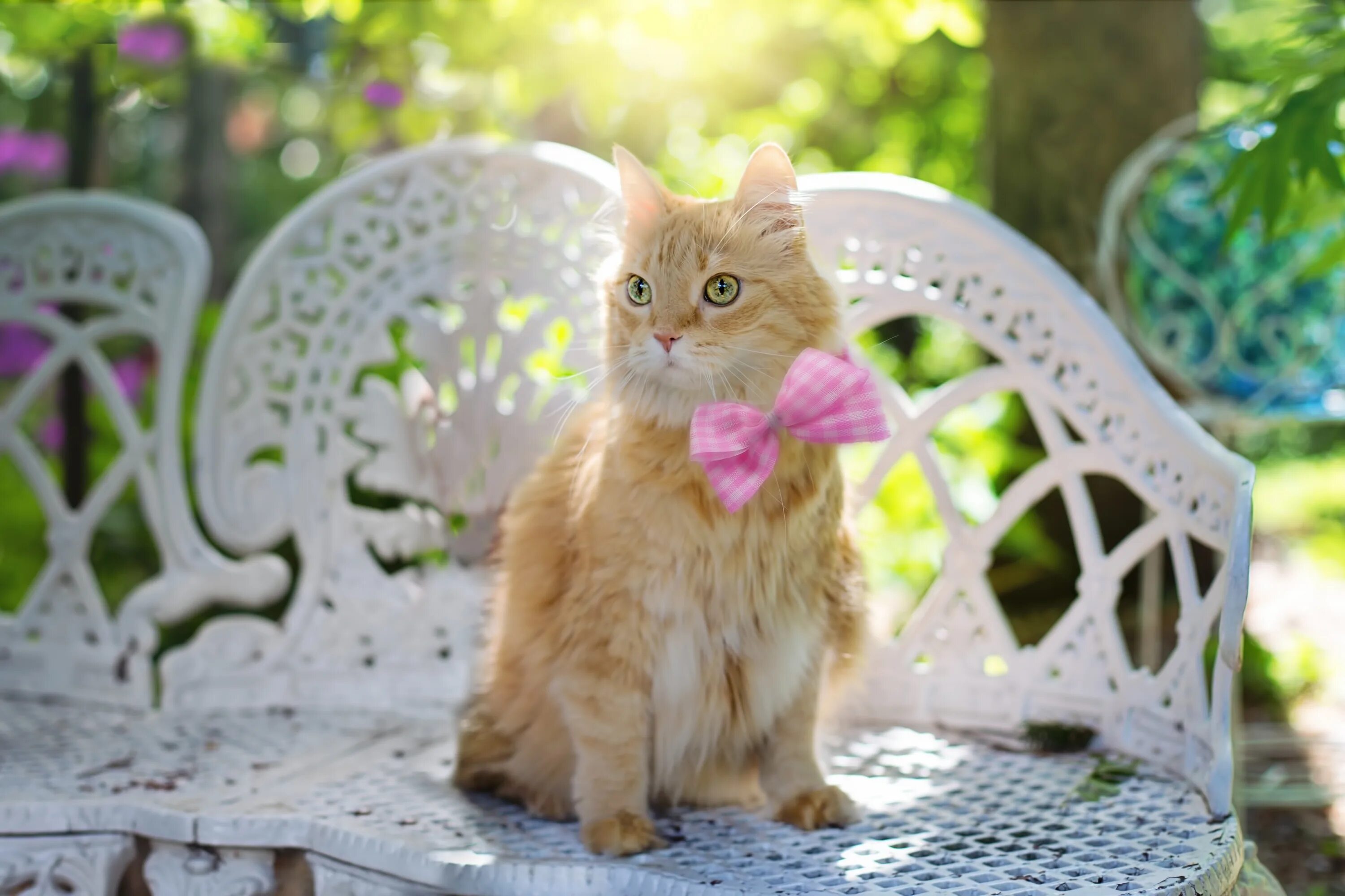 Котик летом