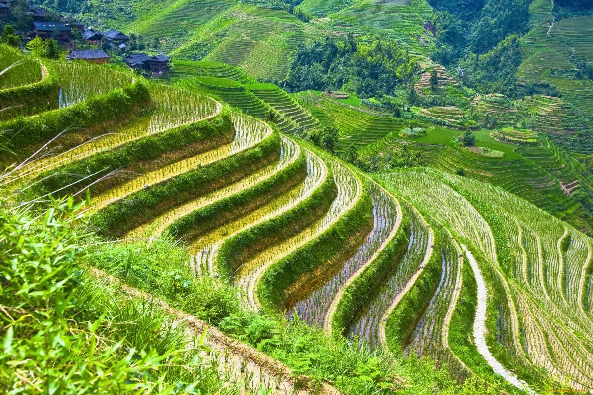 Поля террасы. Ферганская Долина рисовые поля. Рисовые плантации в Китае. Рисовые плантации в Японии. Колумбия плантации риса.