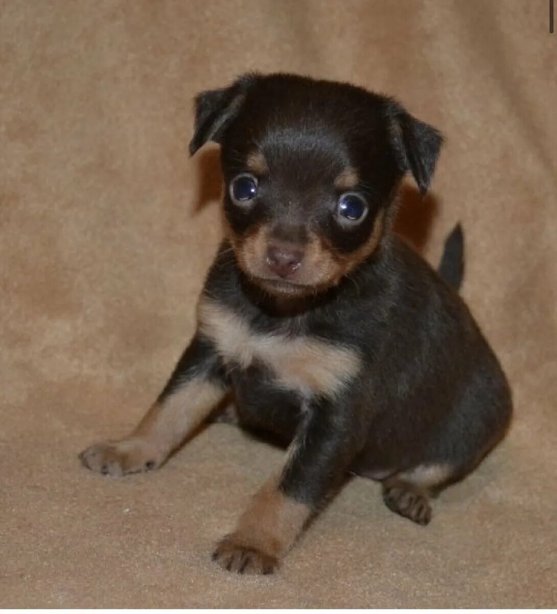 Мини той терьер 3 месяца. Щенок мини той терьера в 2 месяца. Той терьер щенок 5 месяцев. Щенок той терьера 1 месяц черный. Русский той терьер 3 месяца.