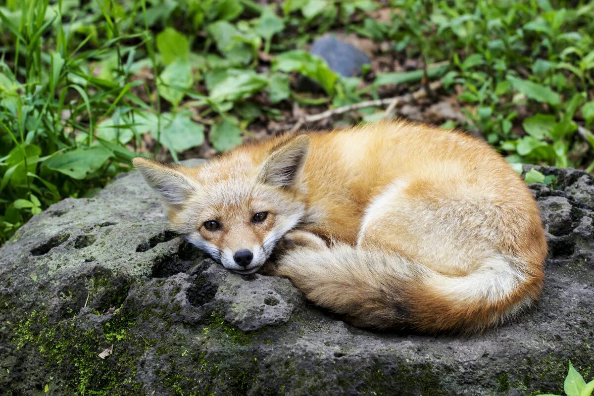 уссурийская тайга фауна. звери приморского края. сафари парк владивосток. сихотэ алинь дальневосточный леопард. животные в приморском крае.