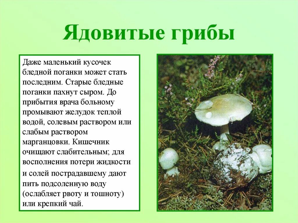 Сообщение о ядовитых грибах. Ядовитые грибы доклад. Сообщение об ядовитой бледной поганки. Презентация ядовитые грибы бледная поганка. Подготовить сообщение о любых ядовитых грибах