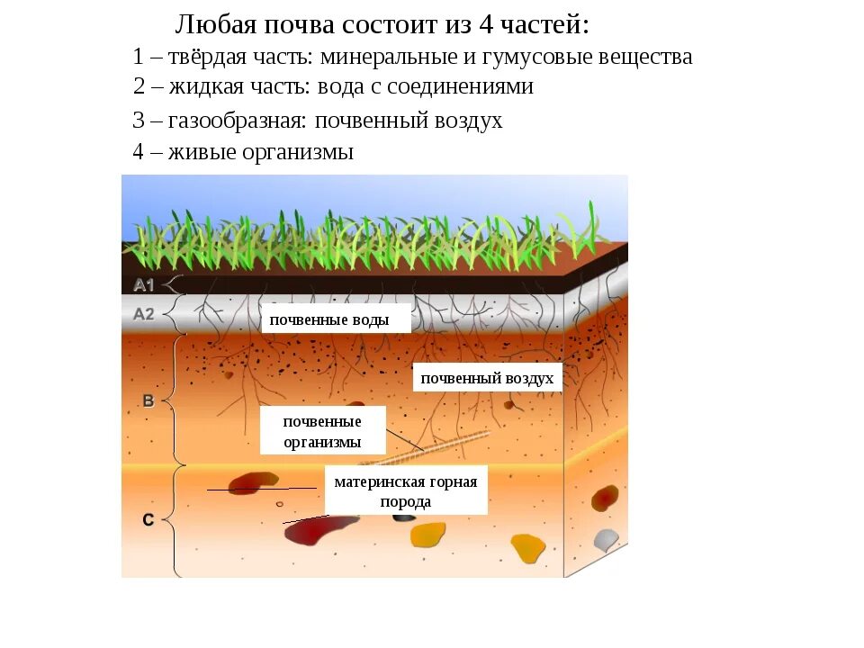 Где находится плодородная почва. Состав почвы схема твердая фаза. Из чего состоит почва схема. Грунт слои почвы. Состав почвы слои.