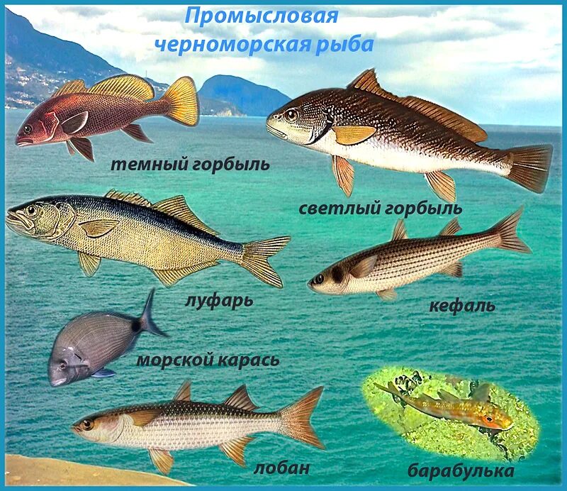 Рыбы чёрного моря названия. Какие рыбы водятся в черном море. Рыбы обретающие в черном море. Промысловые рыбы черного моря. Назови морскую рыбу