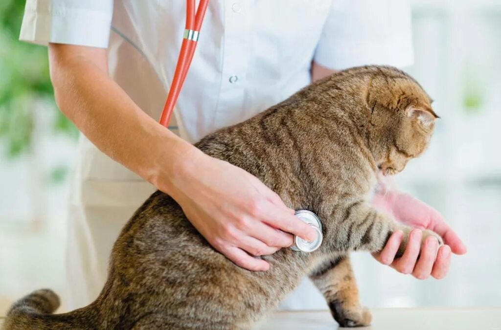 Болезни кошек купить. Кошка Ветеринария. Ветеринар с кошкой. Осмотр кошки. Кошка в ветеринарной клинике.