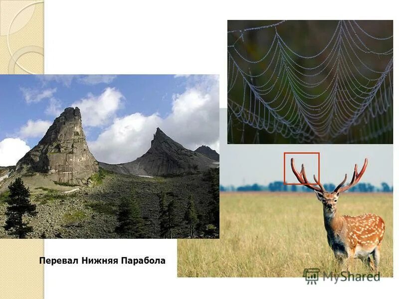 нижняя парабола. нижняя парабола. нижняя парабола. форма кривой параболы.