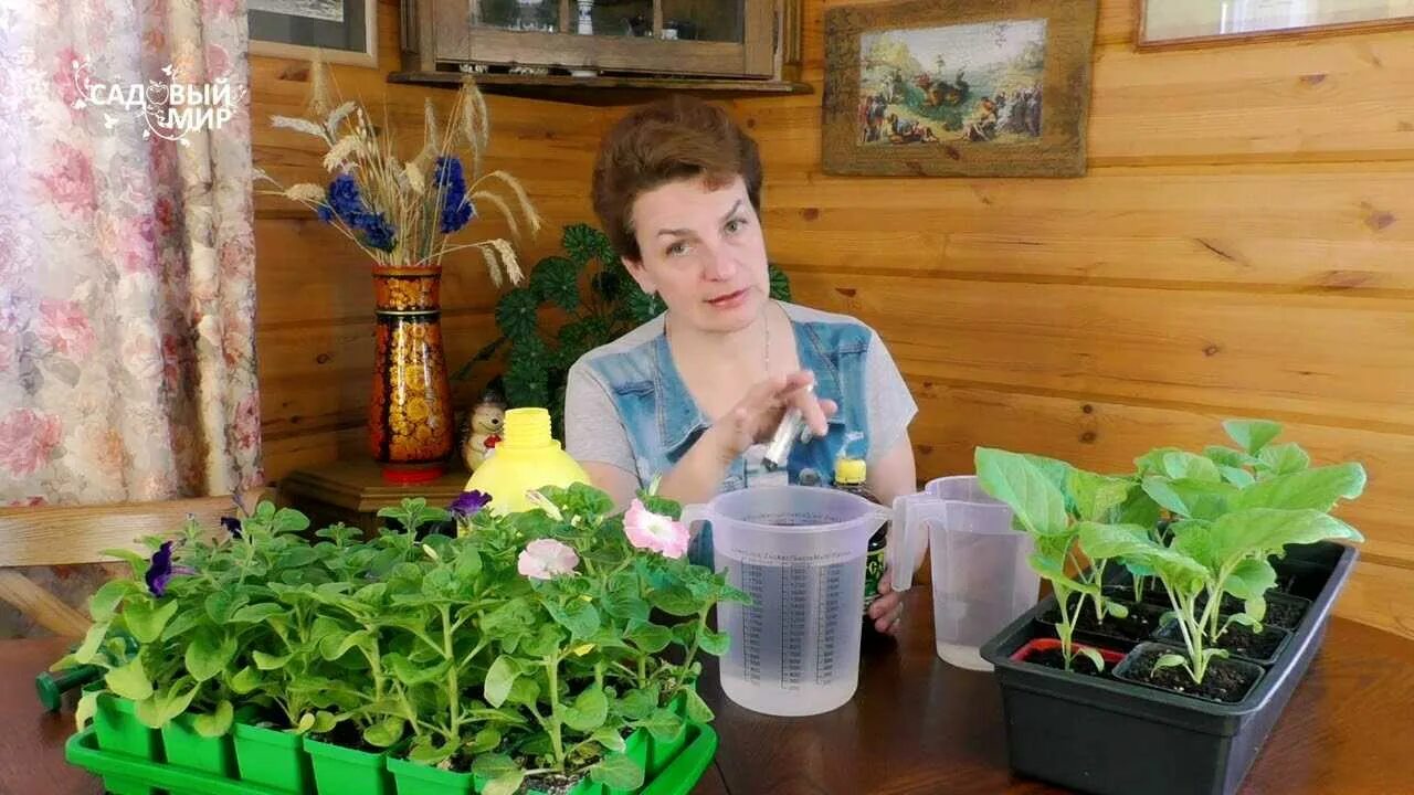 Чтоб рассада была толстенькой чем подкормить. Рассада удобрение для рассады. подкормка рассады томатов и перцев. подкормка рассады в мае. подкормка для рассады перца и помидор для роста и толщины.