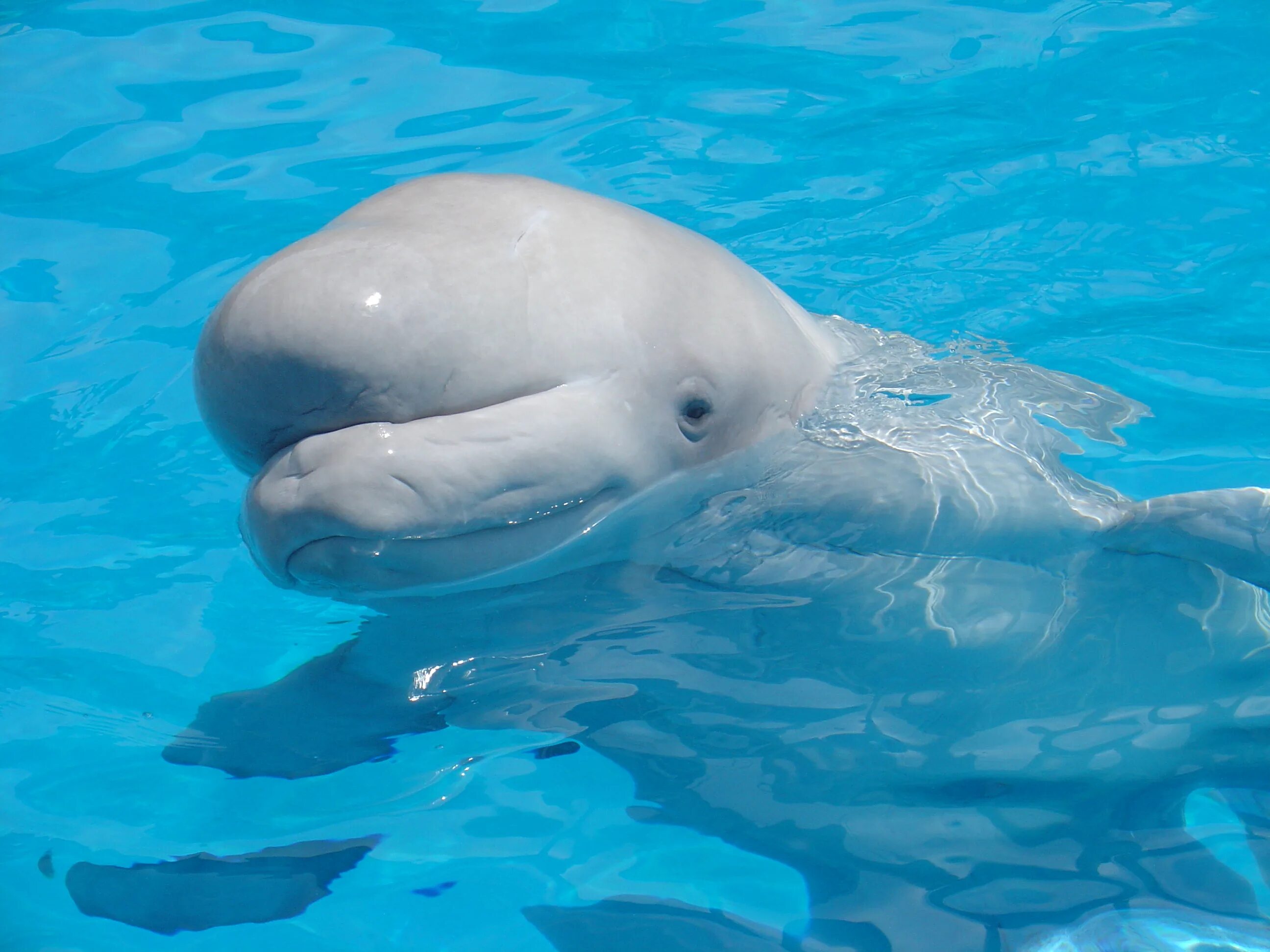 Дельфин Белуха. Дельфины Белухи. Белуха (Delphinapterus leucas). Белый Дельфин Белуха.