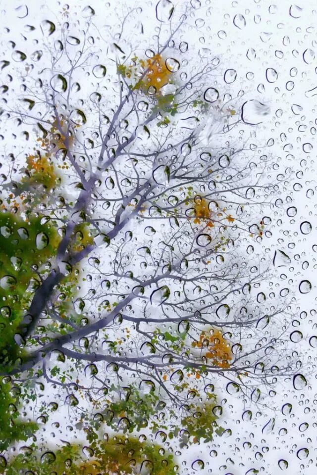 Капли дождя на деревьях. Весенняя капель. Дождь. Дерево капель.